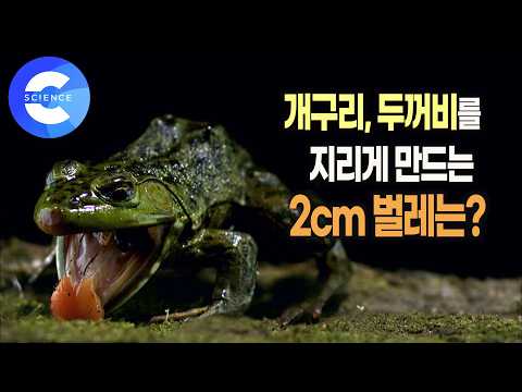 자신보다 몸집이 수백 배나 큰 포식자를 이기는 벌레의 비밀 무기는? | 🧨 독가스 품은 폭탄먼지벌레 | 생태계 교란종 | 다큐프라임