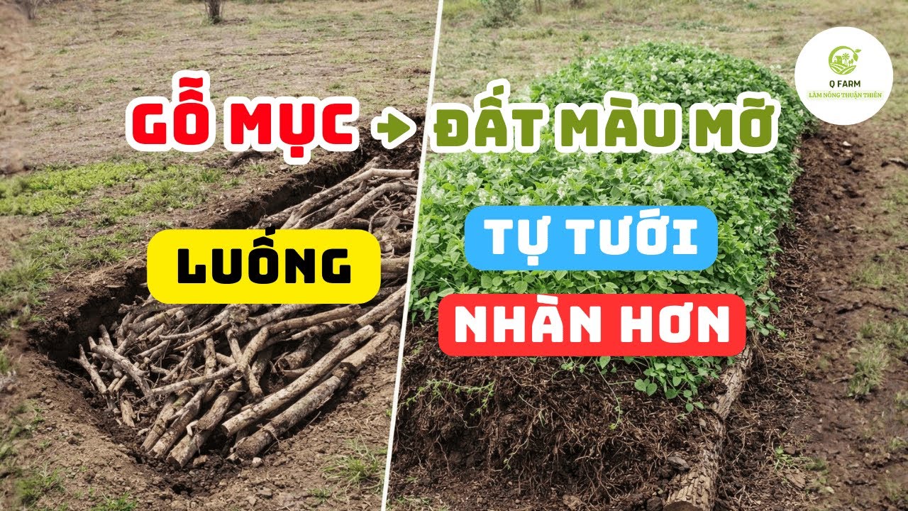 Tự Làm Luống Hugelkultur Từ Gỗ Mục – Cải Tạo Đất Sét Cứng Thành Đất Màu Mỡ