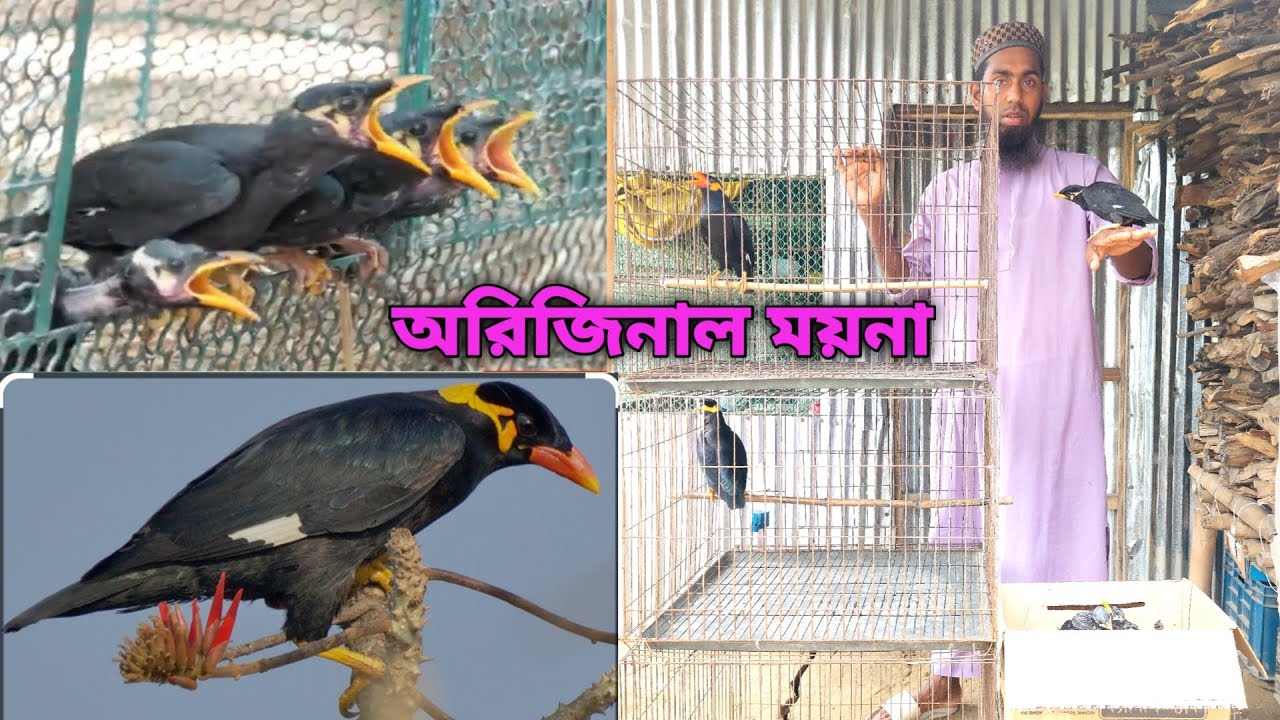 কথা বলা ময়না পাখি টেম সাইজ ময়নার বাচ্চা | Talking moyna pakhi team