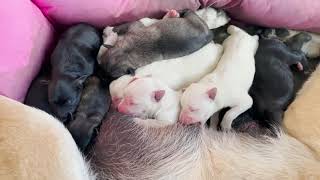 How dogs give birth! Rare unseen footage️ Stray mother dog popps out 11 puppies !!!