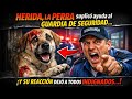 "Sangrando, la PERRA imploró ayuda al guardia... y su reacción dejó a todos indignados..."