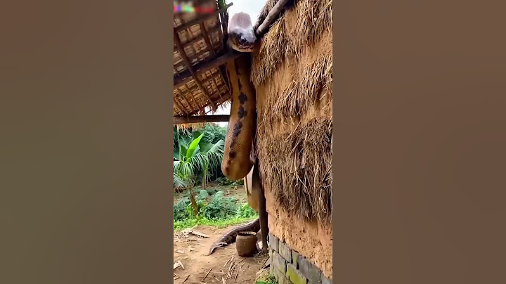 Cobra gigante 😱 #funny #shorts