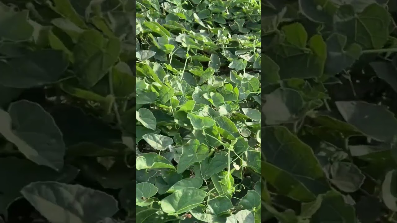 Harvesting fresh vegetables from my farm 