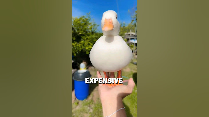 The Most Expensive and CUTEST Duck in the World 🤗❤ #shorts
