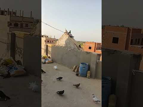 جمال تربية الحمام السايب غير المحبوس محمد فؤاد 