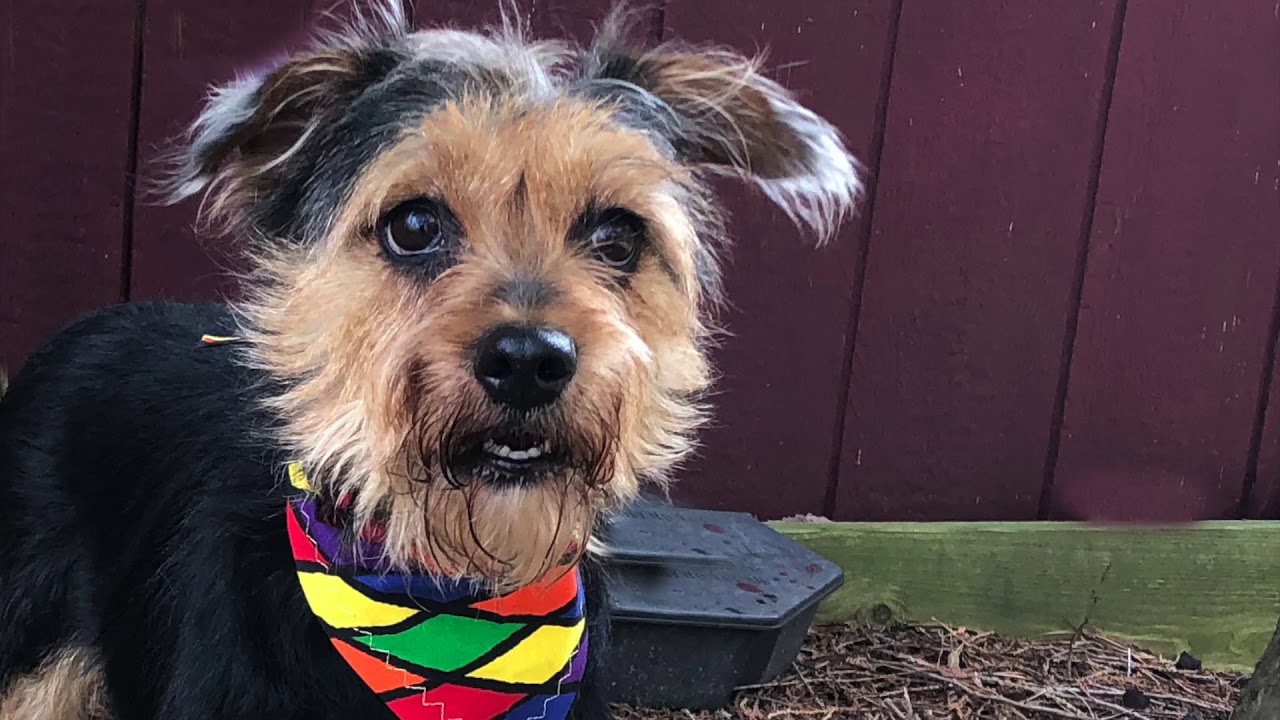 Humane Society of the United States Dogs for adoption Animal