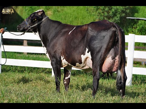 LOTE 5   14º LEILÃO ALIANÇA GENÉTICA LEITEIRA   6280 BP