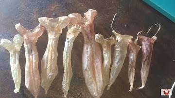 Bong bóng cá sủ vàng #  và sự thật về bong bóng cá sủ giá tiền tỷ