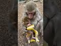 animal #macaco #mundoanimal