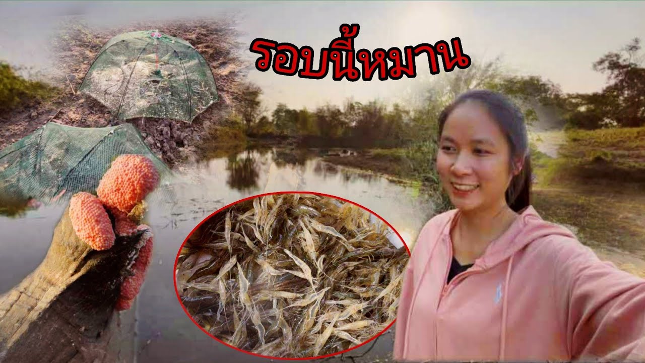 5 มีนาคม ค.ศ. 2026 ใส่กับดักกุ้งรอบนี้พ่อได้กิน#วิถีชาวบ้าน 