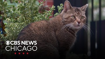 Adopted Chicago cat hailed as prolific exterminator of neighborhood rats