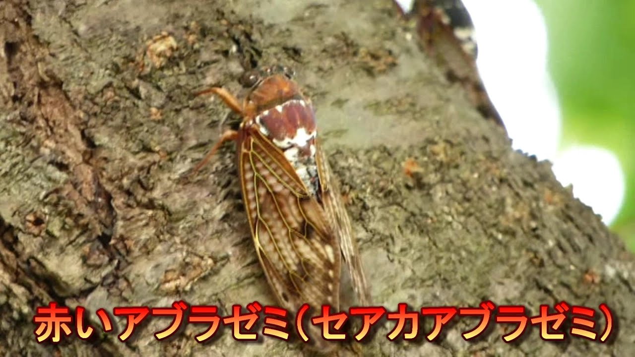 セアカアブラゼミ 赤いアブラゼミ Youtube
