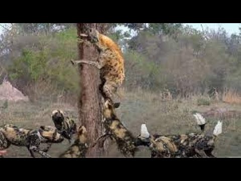 🐶Conflict wild dogs and hyenas,صراع الكلاب البرية مع الضباع