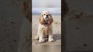 American Cocker spaniel dog #dog #puppy #cockerspaniel #happy #cute #viral #tiktok #trending #shorts
