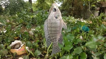 Câu cá sông thiên nhiên, nay câu cá mè vinh lại dính cá rô phi khủng ở con kênh cầu Đức Thành 2