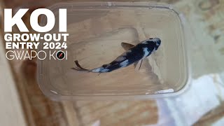 DIY POND using recycled material | Grow out Koi by Nilo Nieves 1,502 views 2 months ago 10 minutes, 1 second