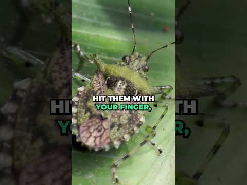 Do Stink Bugs