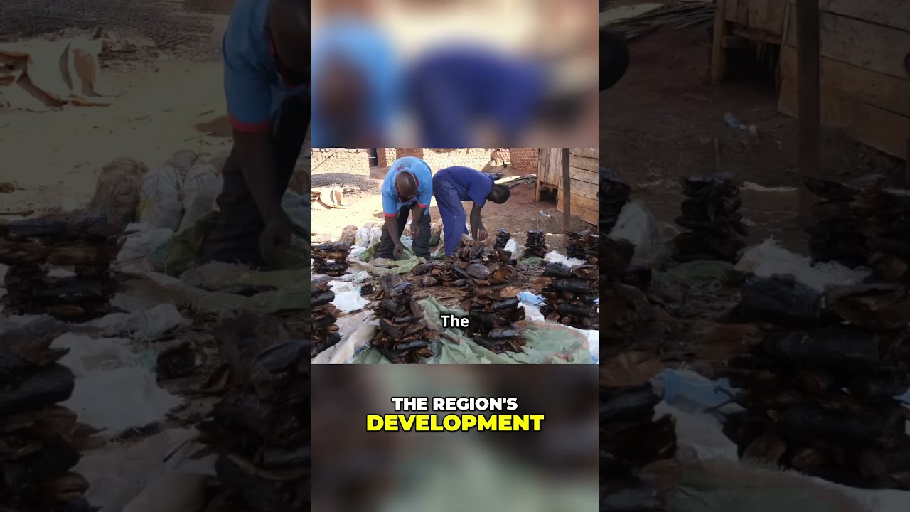 The Untold Impact of Hemp on Bahia's Colonial Economy