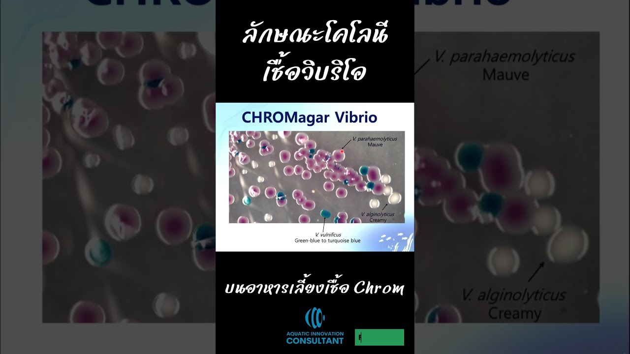 CHROMagar vibrio colony