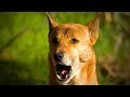 Funny Dogs Making Sounds 😂🐶 Dogs Making Cute and Funny Noises (Full) [Funny Pets]