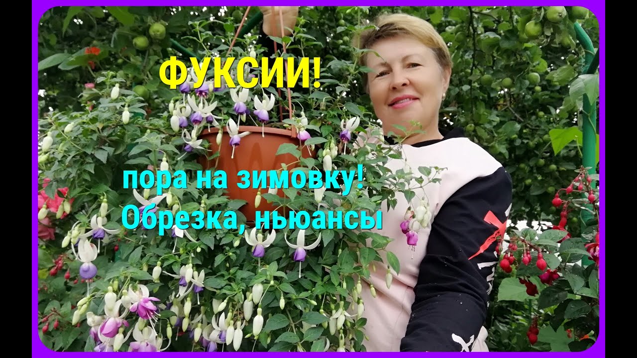ФУКСИЯ накуксилась ближе к октябрю, я наверно ФУКСИЮ в ПОДВАЛЕ поселю.