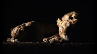 Lion Sunset Game Drive | Big 5 | Africa