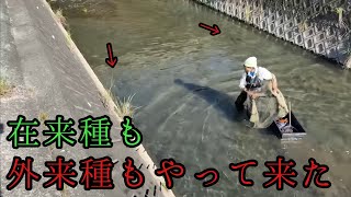 筑後川本流から魚の大群がやって来た！【都市河川を再生する➅】