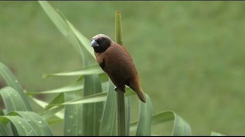 CACM Feb. 2015 - YFCC100M: The New Data in Multimedia Research HD