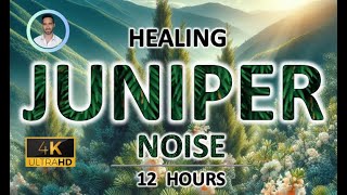 Healing Juniper Green Noise | 12 Hours | BLACK SCREEN | Migraine, Gout, Tinnitus & Arthritis Relief