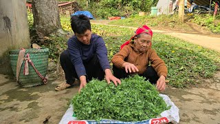 Download Lagu Thanh and the old woman went together to harvest the peas they had grown in the garden to sell. MP3