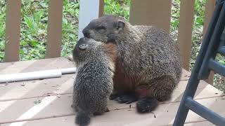 Marmotte et ses marmottons