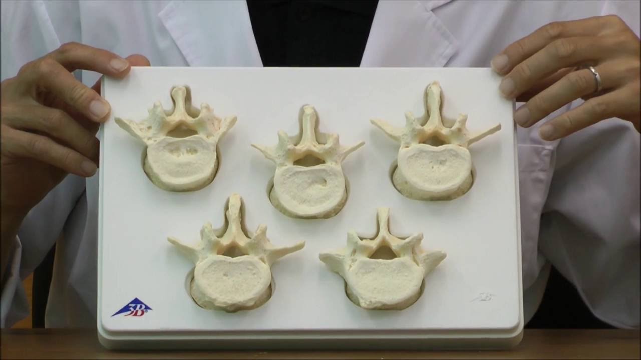 実物と見間違えるほど精巧な腰椎模型│A792 - YouTube