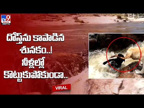 Dog saves its friend from drowning in river in viral video @TV9 Telugu Digital