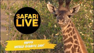 Happy World Giraffe Day 19 Youtube