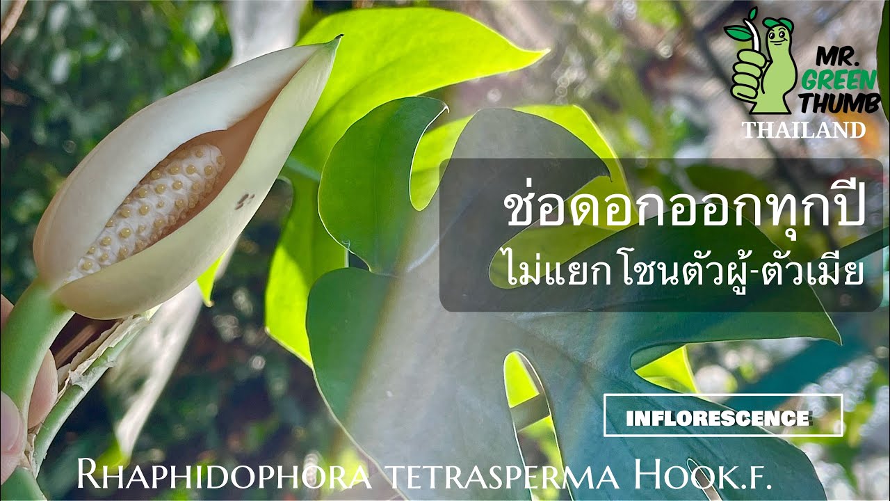 Rhaphidophora tetrasperma Inflorescence - YouTube