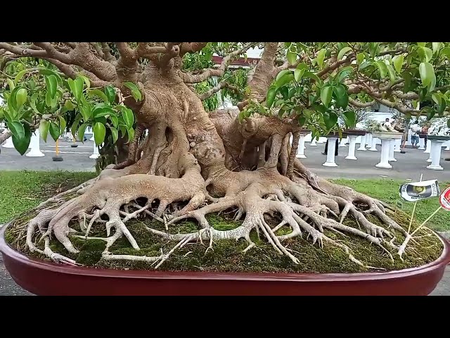 Kumpulan Bonsai Beringin / Bonsai Ficus  Inspirasi class=