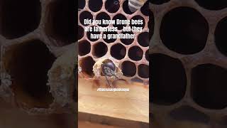 Did you know Drone bees… #thecruisingbeekeeper #poosabrandbees #honeybees
