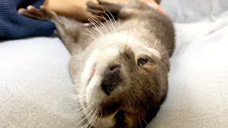 An otter being rubbed while shaking his belly [Otter life Day 418]【Otter Aty & Mr.Cat】