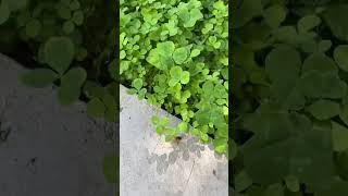 Answering all your clover lawn questions: part 3 clover cloverlawn lawn landscape diy home