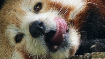 Adorable Red Pandas: The Ultimate Cuteness OVERLOAD!