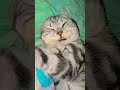 Siapa yang Tahan Liat Kucing Segini Imutnya #shorts #viral #lucu #gemoy #kucing #imut #cat #viralb