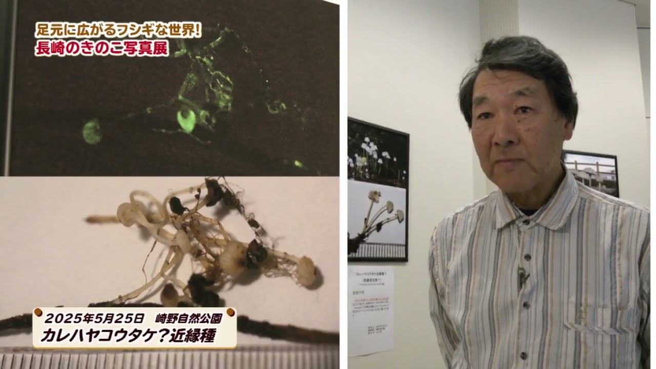 長崎のきのこ写真展