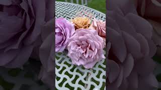 Róża Wielkokwiatowa Koko Loko