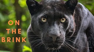 Javan Leopards - On The Brink of Extinction
