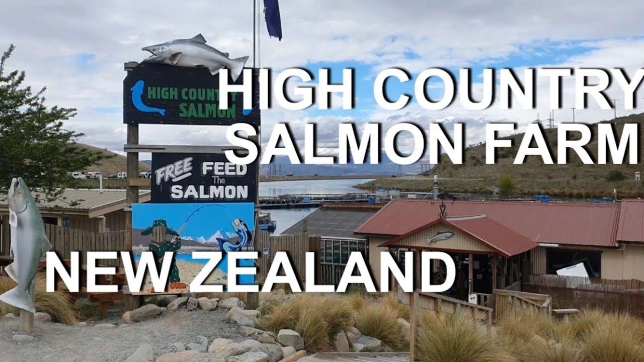 High Country Salmon Farm 4K Twizel South Canterbury South Island New Zealand YouTube