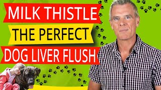 Milk Thistle For Dogs Liver  The Perfect Liver Flush (Here's How)