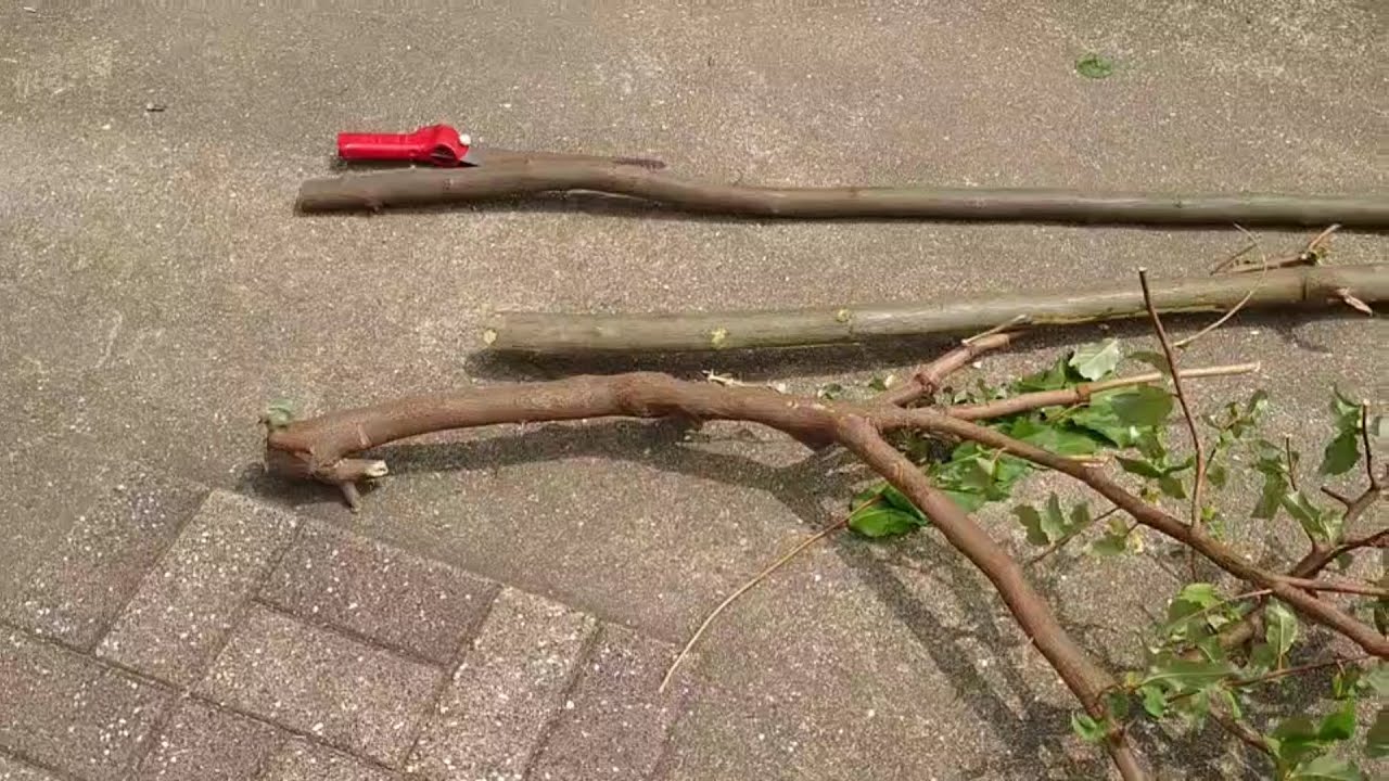 グミの木を剪定したよ枝でリース作るね Youtube