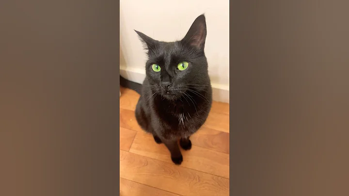 Video 10567901: cat black funny kitten, cats kitten cute black, best funny cat kitten