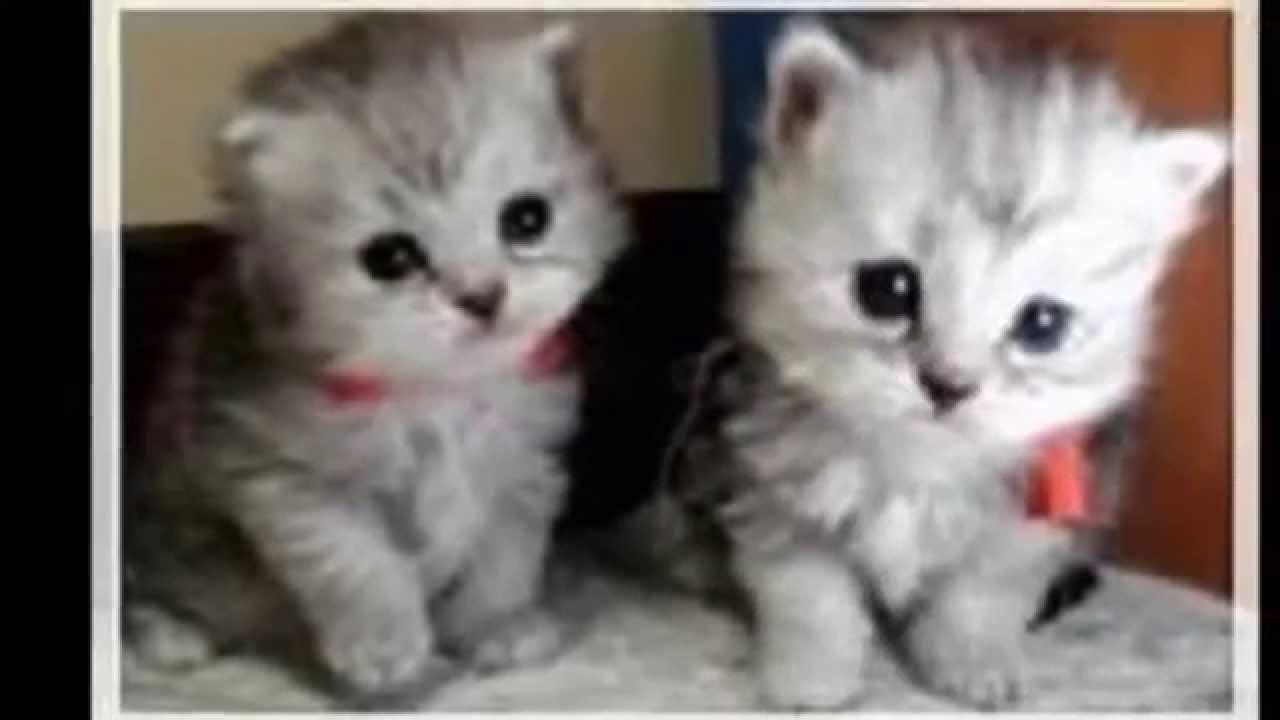 子猫 かわいい子猫の画像集 癒しの子猫の動画 Youtube