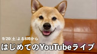 豆柴富とのふたり暮らしの配信のサムネイル画像